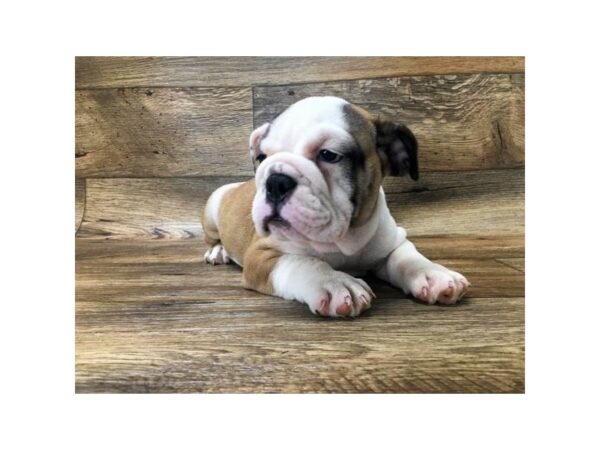 Bulldog DOG Female Red / White 1008 Petland Grove City