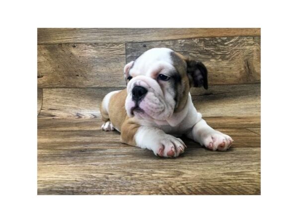 Bulldog DOG Female Red / White 1008 Petland Grove City & Columbus, Ohio