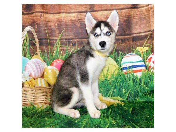 Siberian Husky DOG Female Black / White 1009 Petland Grove City & Columbus, Ohio