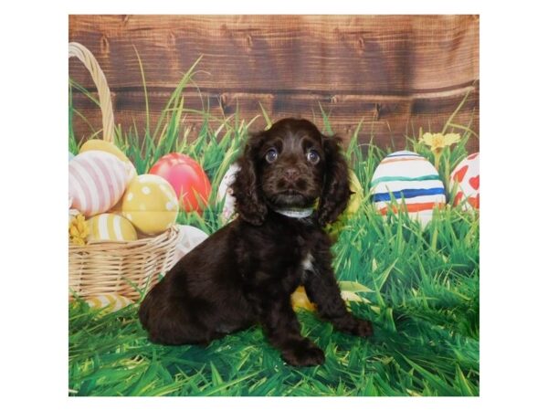 Cocker Spaniel DOG Male Chocolate 1010 Petland Grove City & Columbus, Ohio