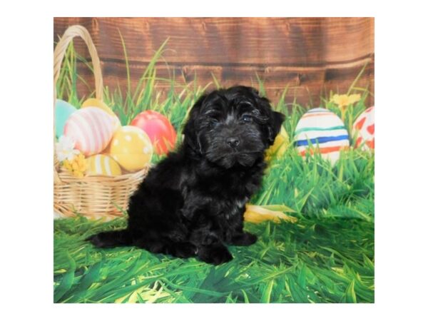 Havanese DOG Male Black 1011 Petland Grove City & Columbus, Ohio