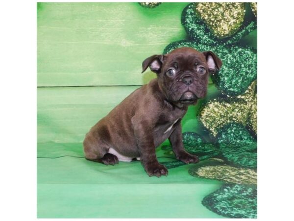 French Bulldog DOG Male Chocolate Brindle 1012 Petland Grove City & Columbus, Ohio