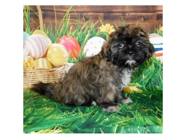 Shih Tzu DOG Female Brindle 1013 Petland Grove City & Columbus, Ohio