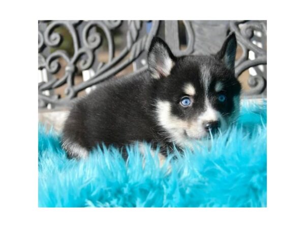 Pomsky DOG Male Black 1014 Petland Grove City & Columbus, Ohio