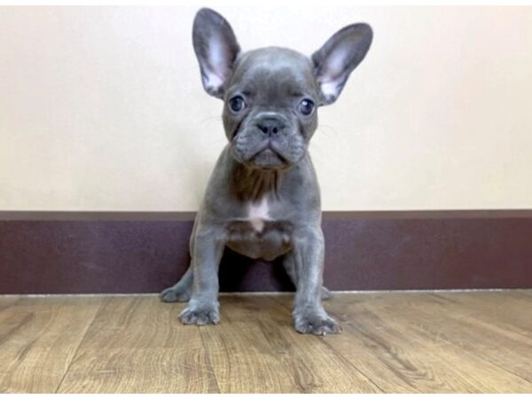 French Bulldog-DOG-Female-Blue Fawn-1020-Petland Grove City & Columbus, Ohio