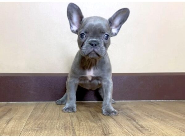 French Bulldog DOG Female Blue Fawn 1020 Petland Grove City & Columbus, Ohio