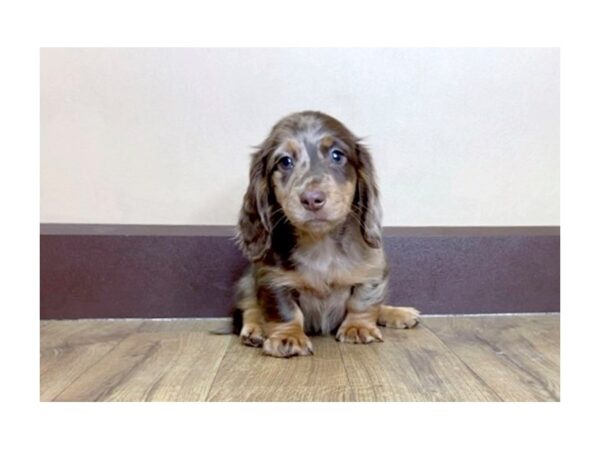 Dachshund DOG Male Chocolate/ Tan Dapple 1019 Petland Grove City & Columbus, Ohio