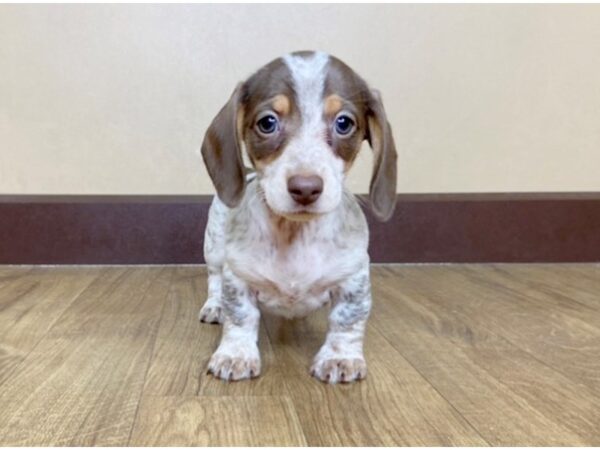 Dachshund DOG Female Chocolate/ tan Piebald 1018 Petland Grove City & Columbus, Ohio