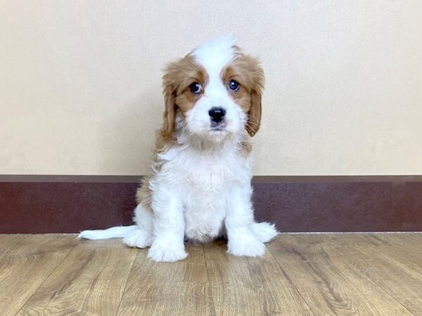 Cava Chon-DOG-Male-Blienhiem-1017-Petland Grove City & Columbus, Ohio