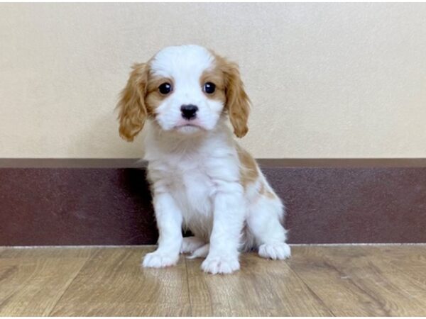 Cava Chon-DOG-Female-Blienhiem-1016-Petland Grove City & Columbus, Ohio