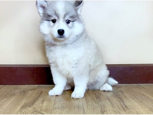 Huskimo DOG Male BLK WHITE 1015 Petland Grove City