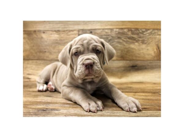 Neapolitan Mastiff DOG Female Tawny 1025 Petland Grove City & Columbus, Ohio