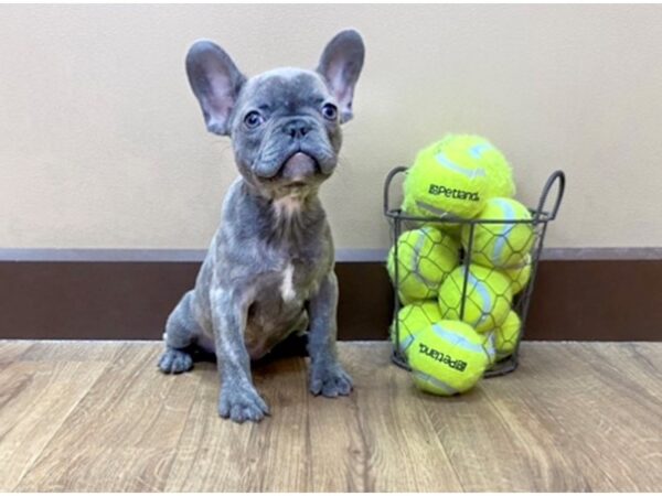 French Bulldog DOG Female blue 1023 Petland Grove City