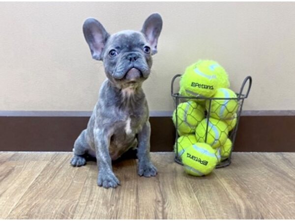 French Bulldog DOG Female blue 1023 Petland Grove City & Columbus, Ohio