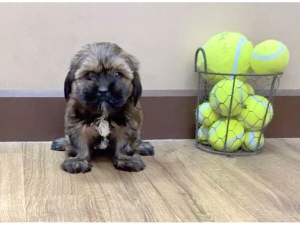 Shorkie DOG Male BIEGE 1030 Petland Grove City & Columbus, Ohio