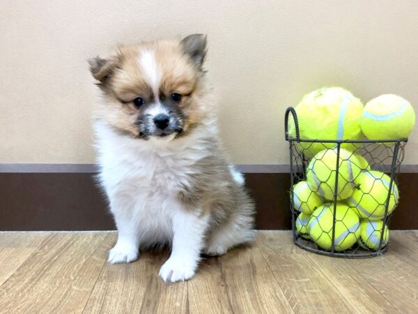 Pomeranian DOG Male SABLE WHITE 1031 Petland Grove City & Columbus, Ohio