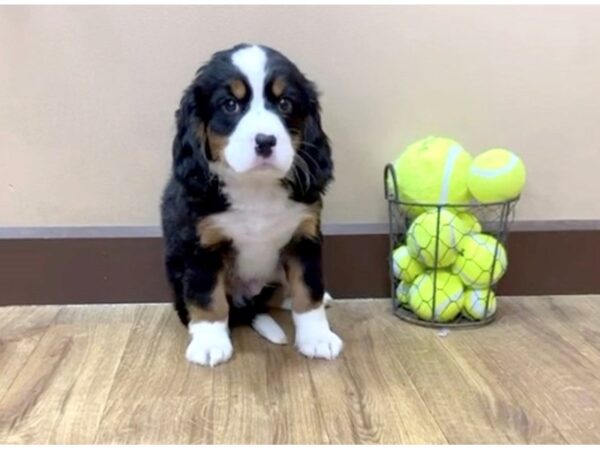 Mini Bernese DOG Male Tri 1029 Petland Grove City & Columbus, Ohio