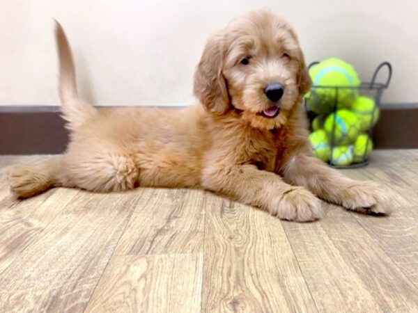 Goldendoodle DOG Male Red 1022 Petland Grove City