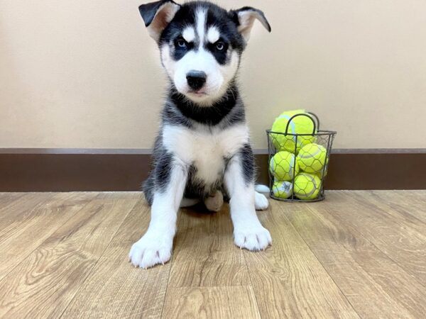 Siberian Husky-DOG-Male-Black & White-1028-Petland Grove City & Columbus, Ohio