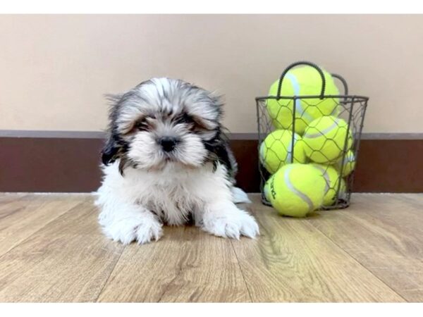 Shih Tzu DOG Female Gold / White 1024 Petland Grove City & Columbus, Ohio