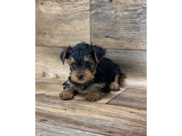 Yorkshire Terrier DOG Male Black / Tan 1033 Petland Grove City & Columbus, Ohio