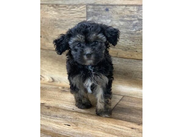 Yorkiepoo DOG Female Black / Tan 1034 Petland Grove City & Columbus, Ohio