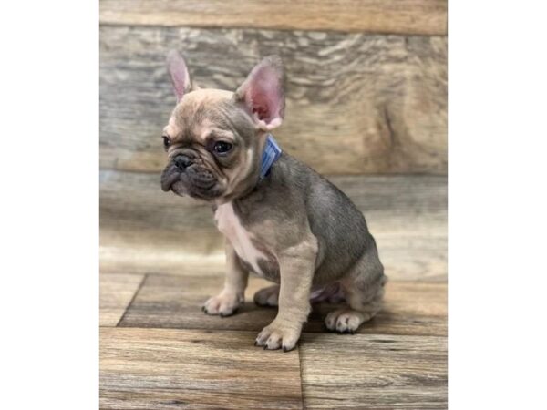 French Bulldog DOG Male Fawn Sable 1035 Petland Grove City & Columbus, Ohio