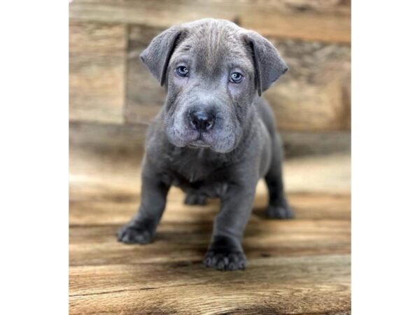 Walrus DOG Male Blue 1036 Petland Grove City & Columbus, Ohio