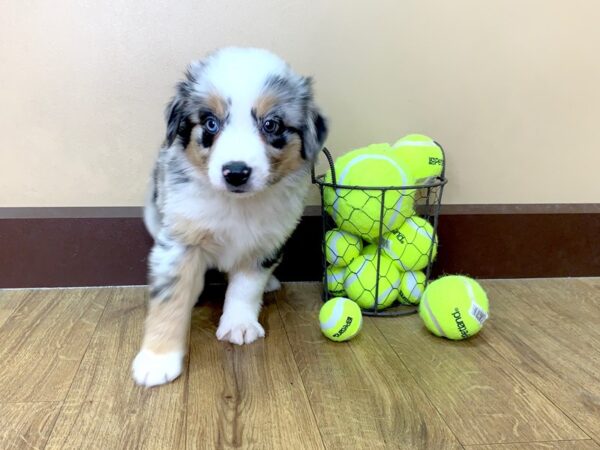 Blue mini aussie sale
