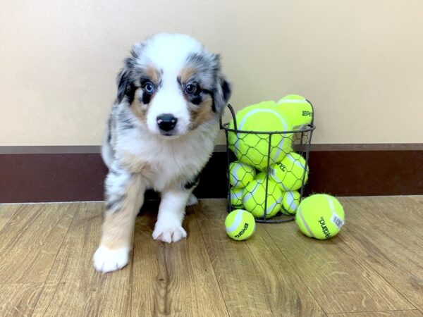 Mini Aussie DOG Male BLUE MERLE 1037 Petland Grove City & Columbus, Ohio