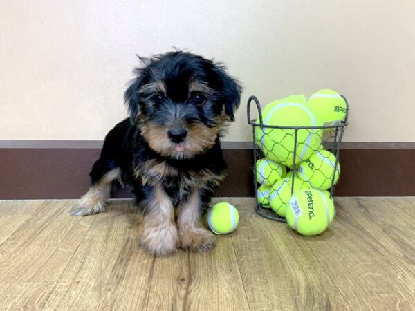 Yorkshire Terrier DOG Male BLACK TAN 1038 Petland Grove City & Columbus, Ohio