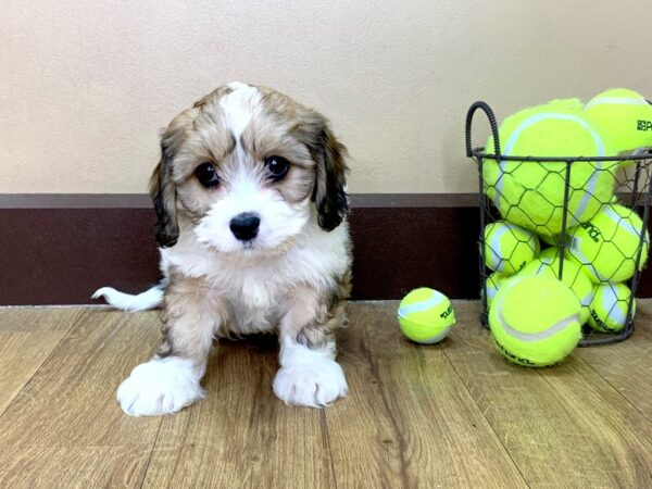 Cava Chon DOG Male Blenheim 1039 Petland Grove City