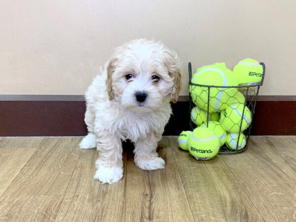 Shih Poo-DOG-Male-RED WH-1041-Petland Grove City & Columbus, Ohio