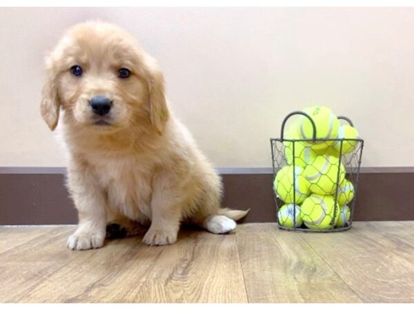 Golden Retriever DOG Female Golden 1043 Petland Grove City & Columbus, Ohio