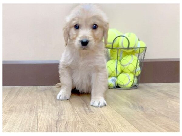 Golden Retriever DOG Male Golden 1042 Petland Grove City & Columbus, Ohio