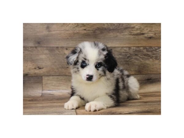 Miniature Australian Shepherd-DOG-Female-Blue Merle-1047-Petland Grove City