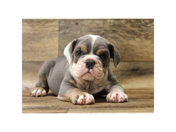 Bulldog DOG Male Blue Tan / White 1048 Petland Grove City