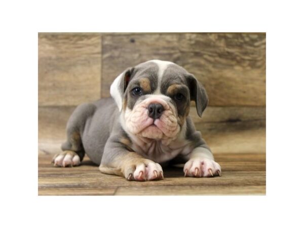 Bulldog-DOG-Male-Blue Tan / White-1048-Petland Grove City & Columbus, Ohio