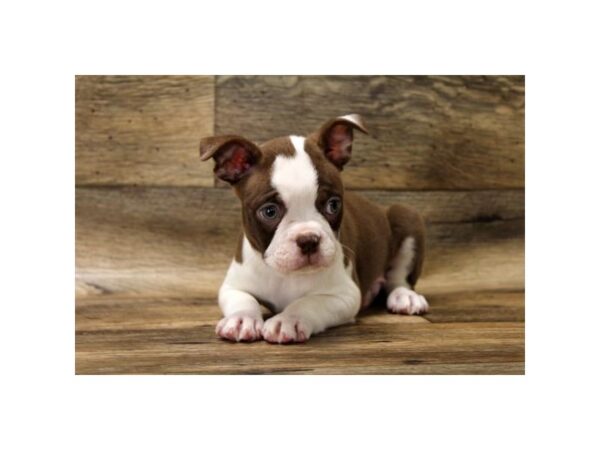 Boston Terrier-DOG-Male-Seal / White-1049-Petland Grove City & Columbus, Ohio