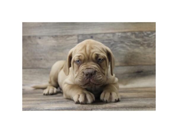 Dogue de Bordeaux DOG Male Red 1050 Petland Grove City & Columbus, Ohio