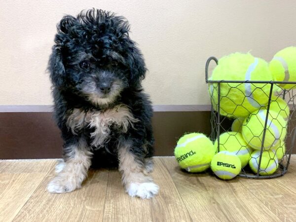 Miniature Poodle DOG Female BLK WHT 1051 Petland Grove City & Columbus, Ohio