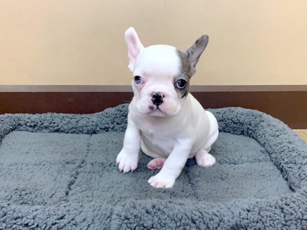 French Bulldog DOG Female White/ Blue Merle Piebald 1055 Petland Grove City & Columbus, Ohio