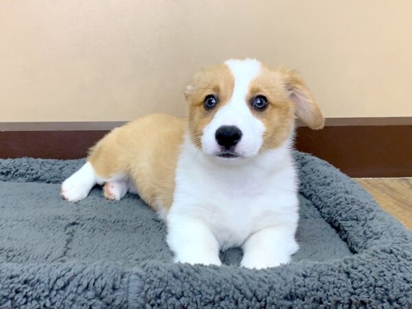 Pembroke Welsh Corgi-DOG-Female-Sable / White-1054-Petland Grove City & Columbus, Ohio