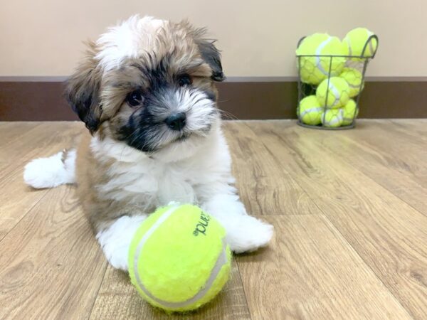 Havanese DOG Female CHOC WHITE 1052 Petland Grove City & Columbus, Ohio