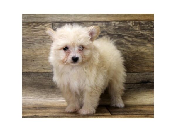 Pomachon DOG Female Cream 1058 Petland Grove City & Columbus, Ohio