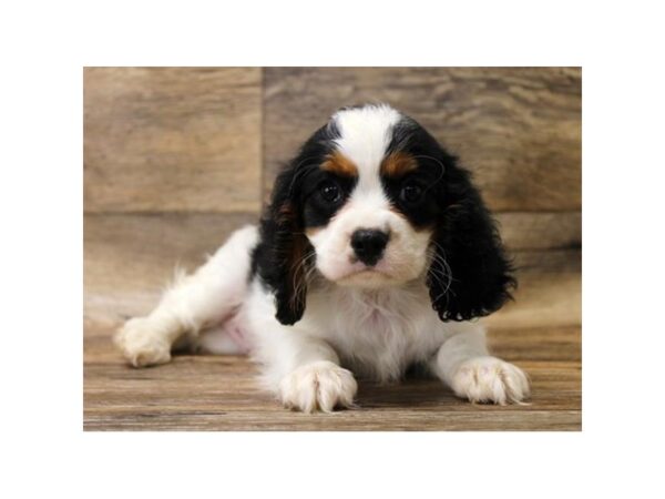 Cavalier King Charles Spaniel-DOG-Male-Black / Tan-1059-Petland Grove City