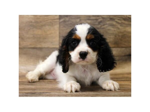 Cavalier King Charles Spaniel DOG Male Black / Tan 1059 Petland Grove City & Columbus, Ohio