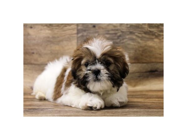 Shih Tzu DOG Male Gold / White 1060 Petland Grove City & Columbus, Ohio