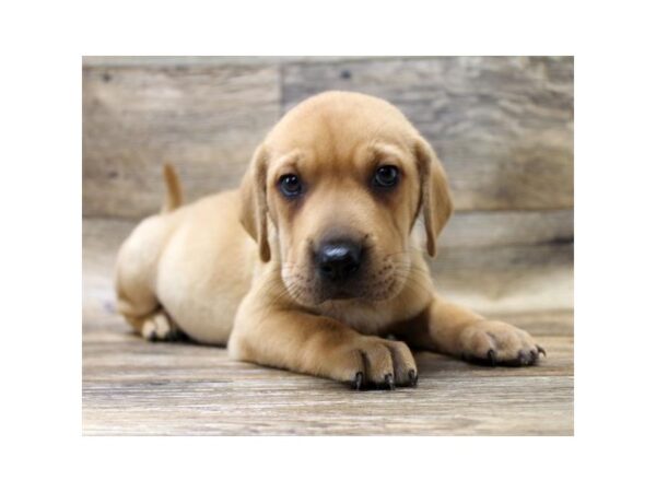 Walrus-DOG-Female-Red-1061-Petland Grove City & Columbus, Ohio