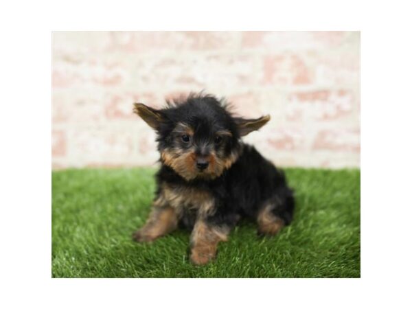 Yorkshire Terrier-DOG-Male-Black / Gold-1065-Petland Grove City